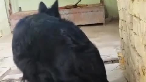Beautiful Dog 🐕🐕🐕
