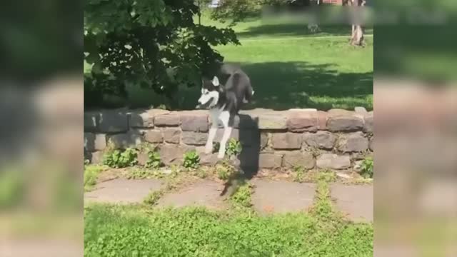 Vídeo de Animais Engraçados - Melhores Vídeos de Gatos😹 e Cachorros🐶 do Mês de 2022! #3