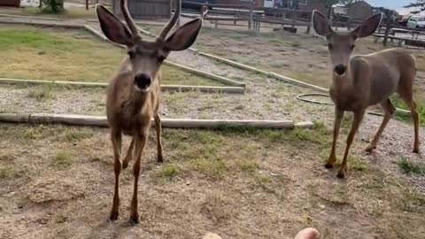 Today, my family came to the wild deer to look for my food.