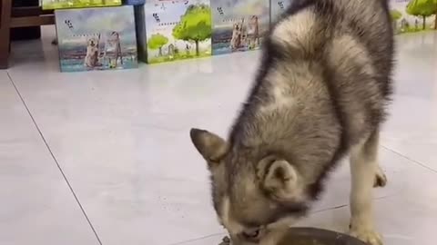 Funny Animals Series 873