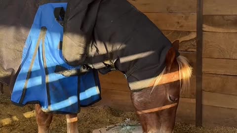 Horse Helps With Stall Chores