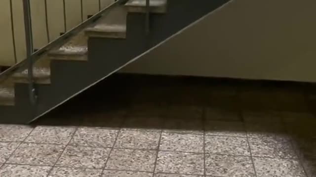 What should we do next, toy