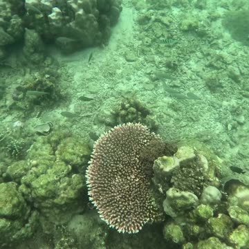 Snorkeling Adventure, Once Islas, Zamboanga Healing Reef