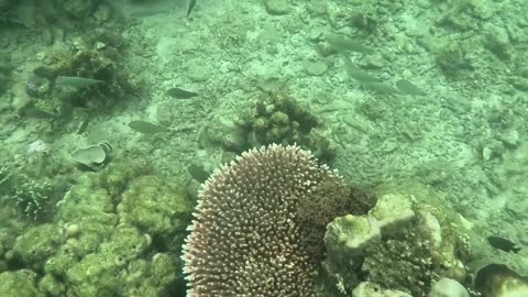 Snorkeling Adventure, Once Islas, Zamboanga Healing Reef