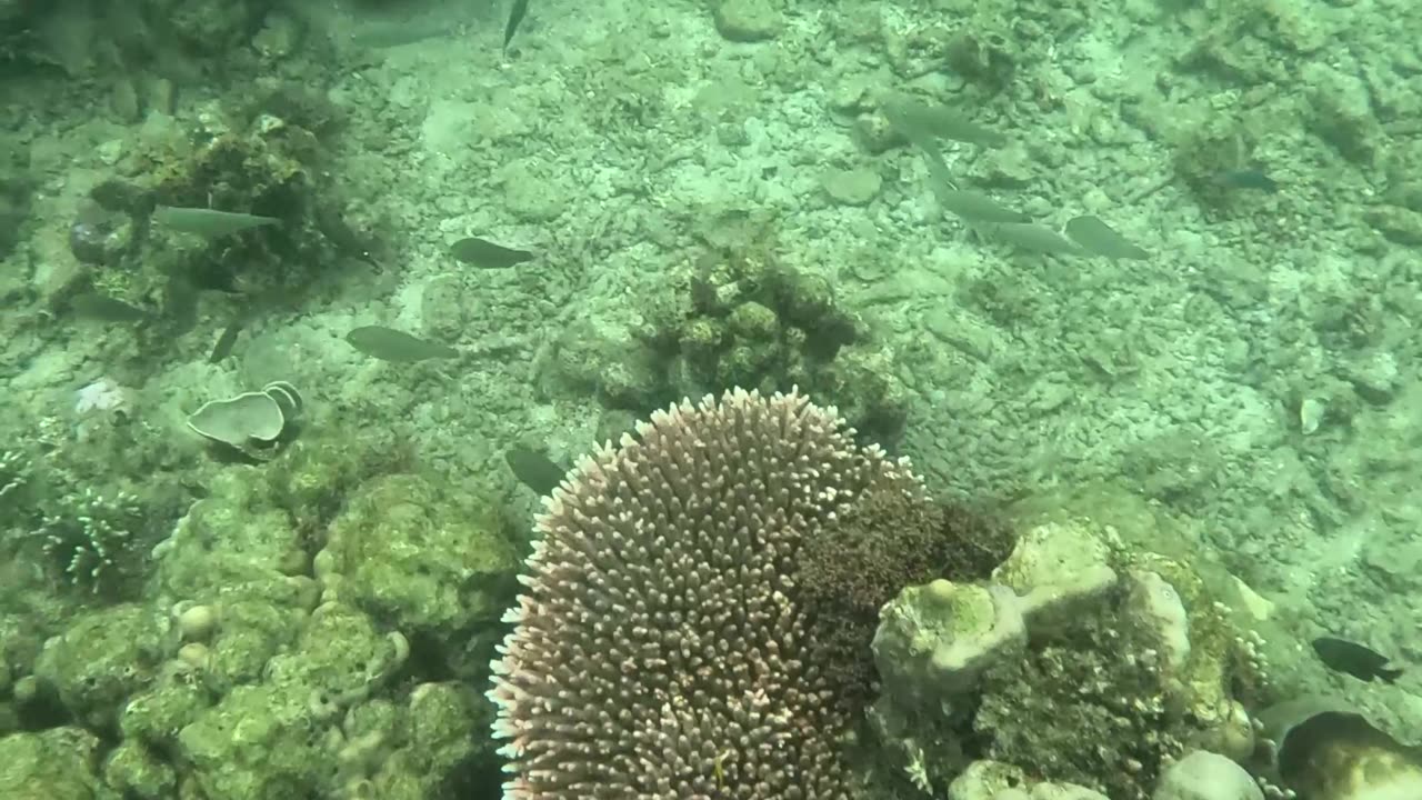 Snorkeling Adventure, Once Islas, Zamboanga Healing Reef