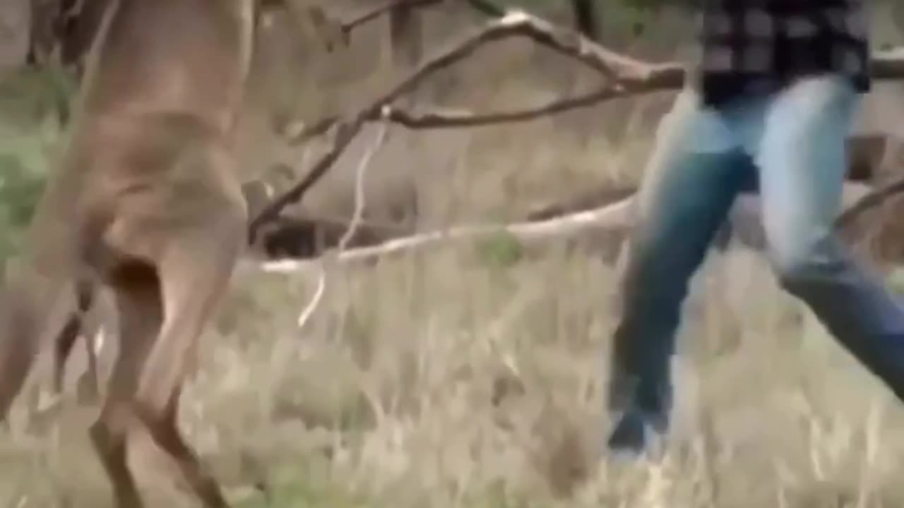 Fighting kangaroo