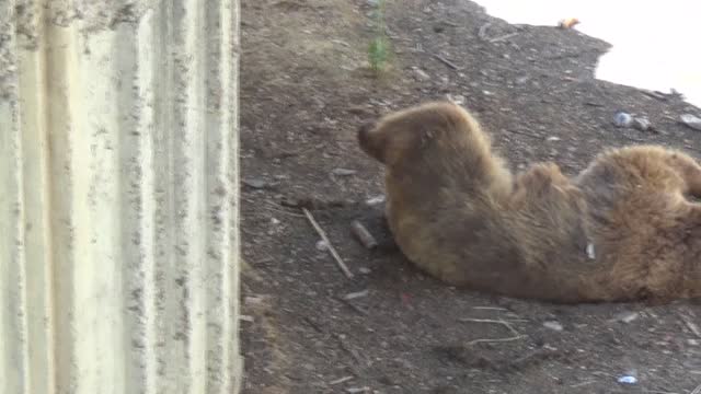 Injured Bear At Madrid Zoo