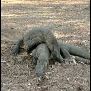 To get the Komodo Dragon weekend started, watch these two men like it's UFC | wildlife