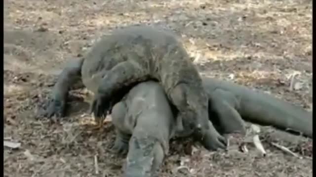 To get the Komodo Dragon weekend started, watch these two men like it's UFC | wildlife