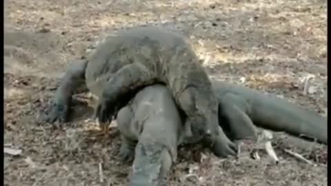 To get the Komodo Dragon weekend started, watch these two men like it's UFC | wildlife