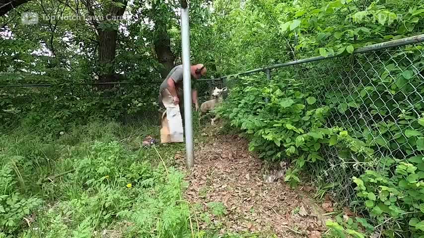 How A 2-Year-Old Overgrown Lawn Is Restored Refurbished