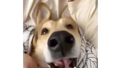 Dog Funny Video 2024
