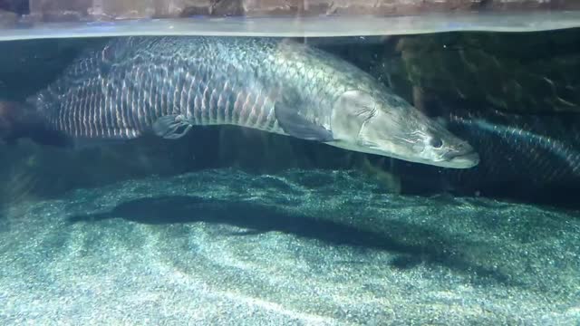 The largest fish on Earth.