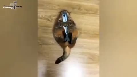 Cat Feeling Better To Get Fish 🐟