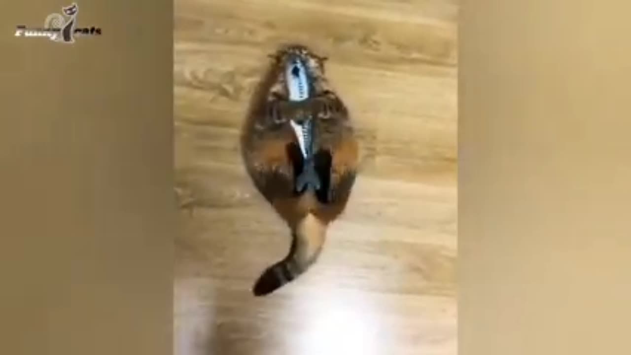 Cat Feeling Better To Get Fish 🐟