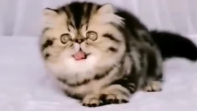 Cute cat like a baby tiger!