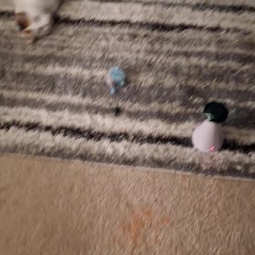 MOLLY'S FAVORITE TOY