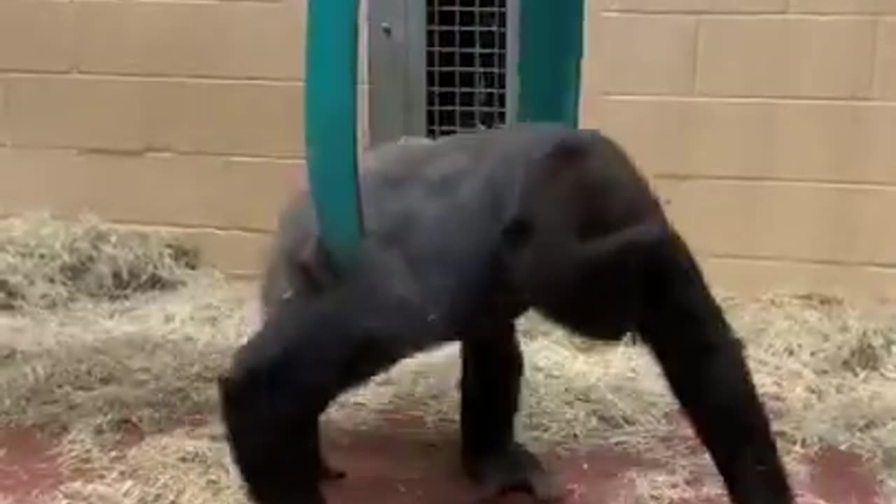 Chimpanzee Enjoying Swing #shorts #viral #shortsvideo #video