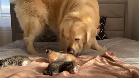 Adorable Golden Retriever and Baby Kittens