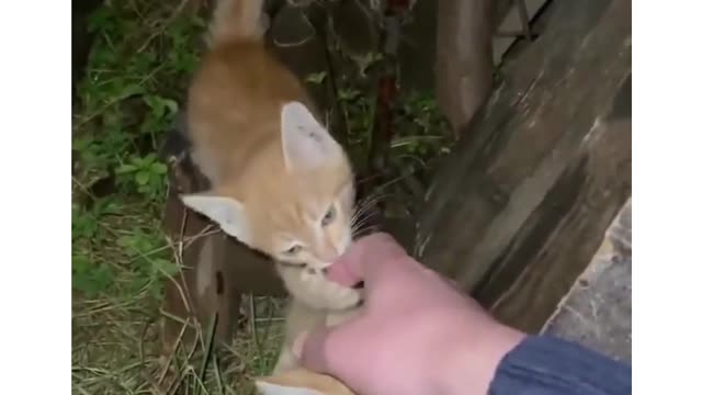 funny cat #1