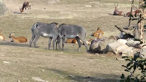 Grevyzebror och antiloper på Kolmårdens djurpark. Grevy´s Zebra at Kolmårdens zoo in Sweden.