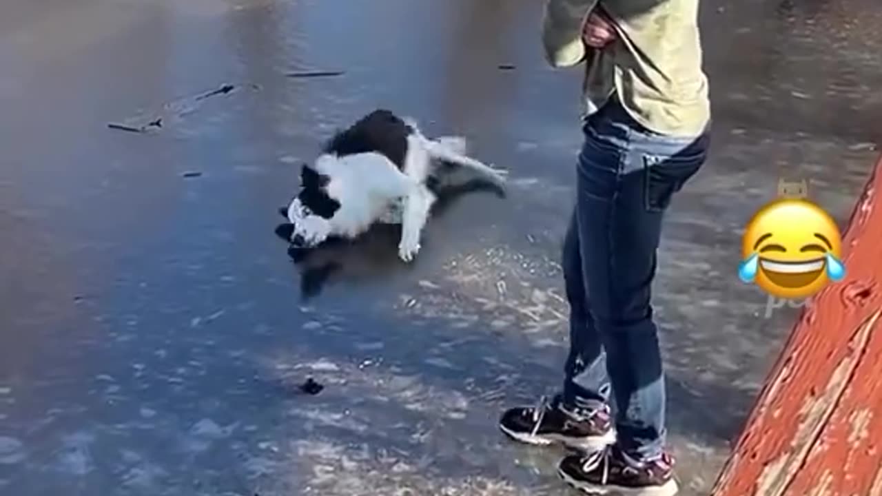 🤣😹 wait till the end 🤣 Funny animal videos. 😹🤣