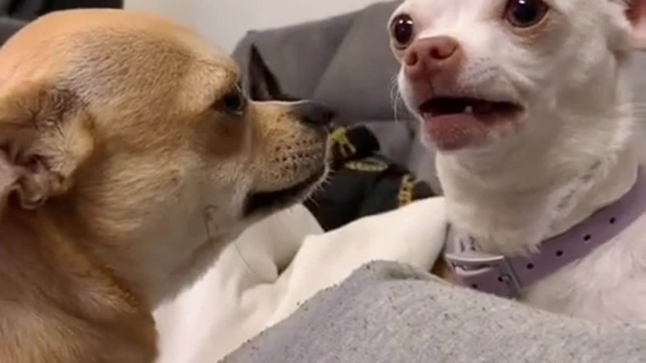 OMG! Funny & Angry Chihuahua Videos - Try Not To Laugh