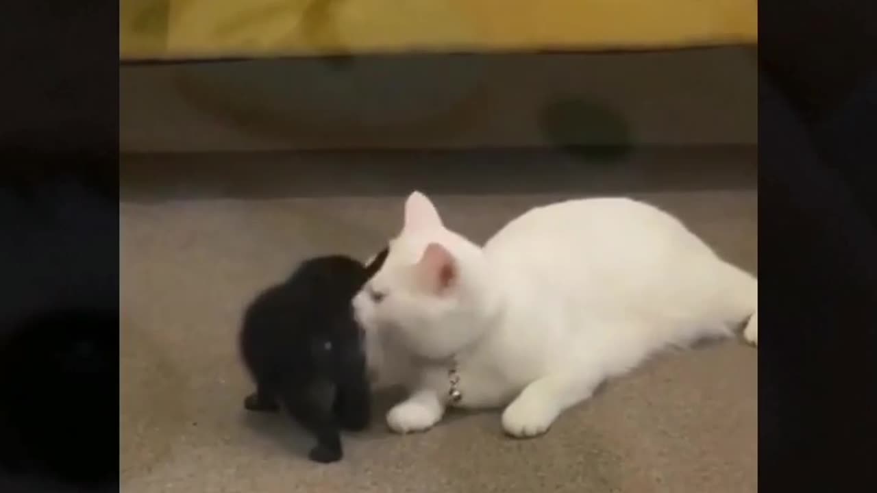 Funny cat videos 2