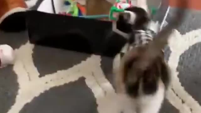 TRY NOT TO LAUGH FUNNY ANIMALS #14