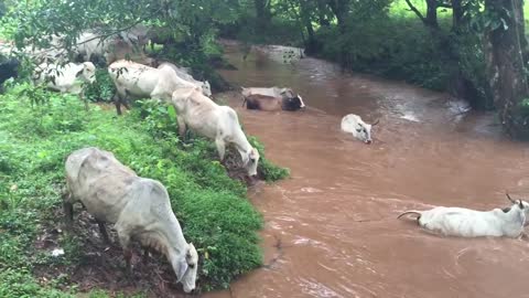 CRUCE DE VACAS PARIDAS