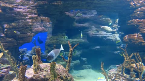 Sea life Free Stock Videos