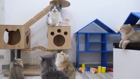 Ultimate Funny Cats and Dogs