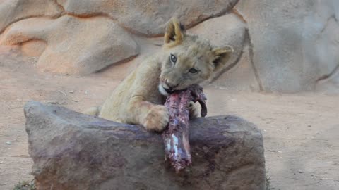 Lion Cub Eating Meat