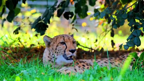 Walk & Move of Forest King. Tiger Expression and Style.