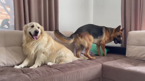 German Shepherd and Golden Retriever playing on the sofa