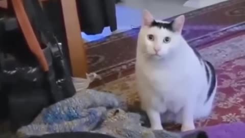 Funny cats video