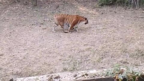 Tiger In Zoo 🐅 walking time