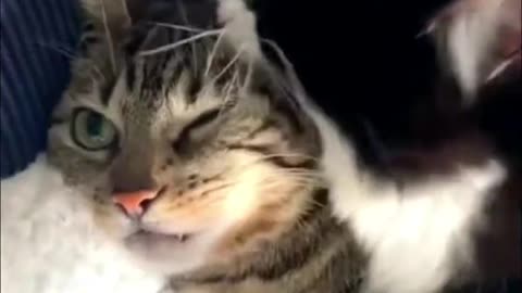 Dog and cat yuny video