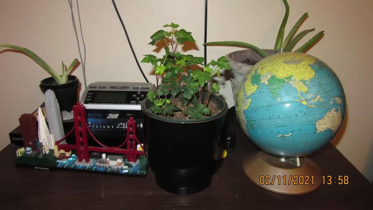 English Ivy Three Month Growth Timelapse