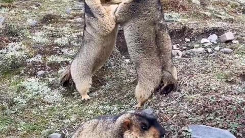 Marmot disagreement.