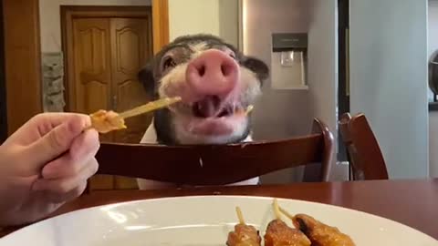 #foryou #pig #food #eat #happy #funnypet #funnyanimal