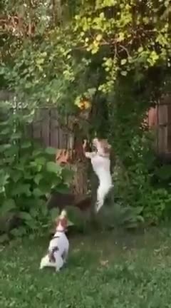 Dog funny vs dog funny