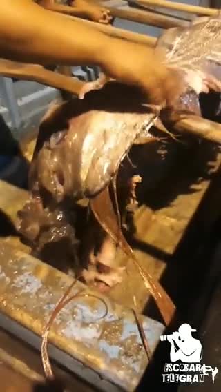 Peixe_remo (REGAlecus glesne)praia tonsupa