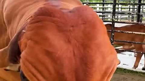 animal beef video