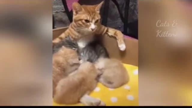 A very beautiful mummy cat and daughter cat video