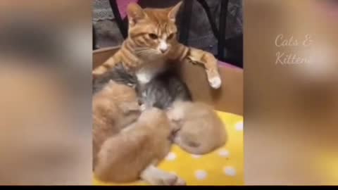 A very beautiful mummy cat and daughter cat video