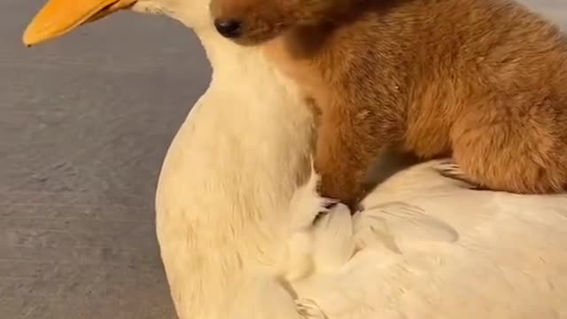 CUTE ANIMAL FRIENDSHIPS: Cute and funny baby animals compilation video #shorts #4