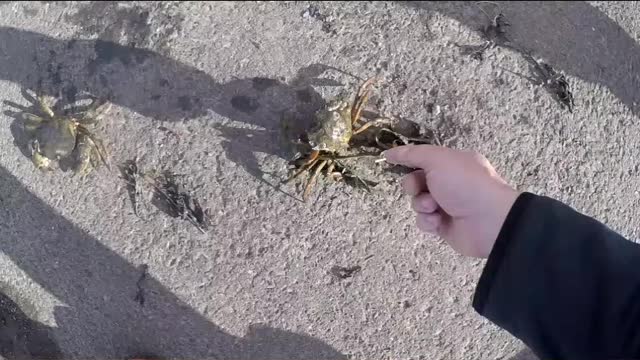 Crab Catching🦀 | The Kids Loved it |