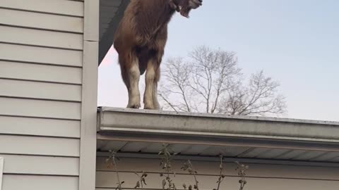 There's A Goat On My Roof