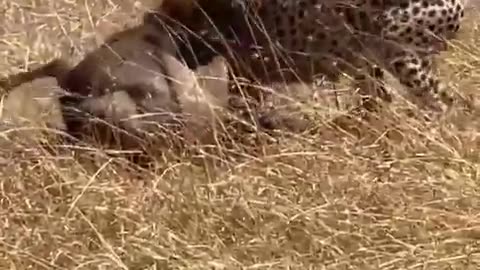 Cheetah and Wildebeest